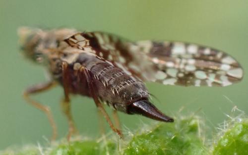 Tephritis ruralis